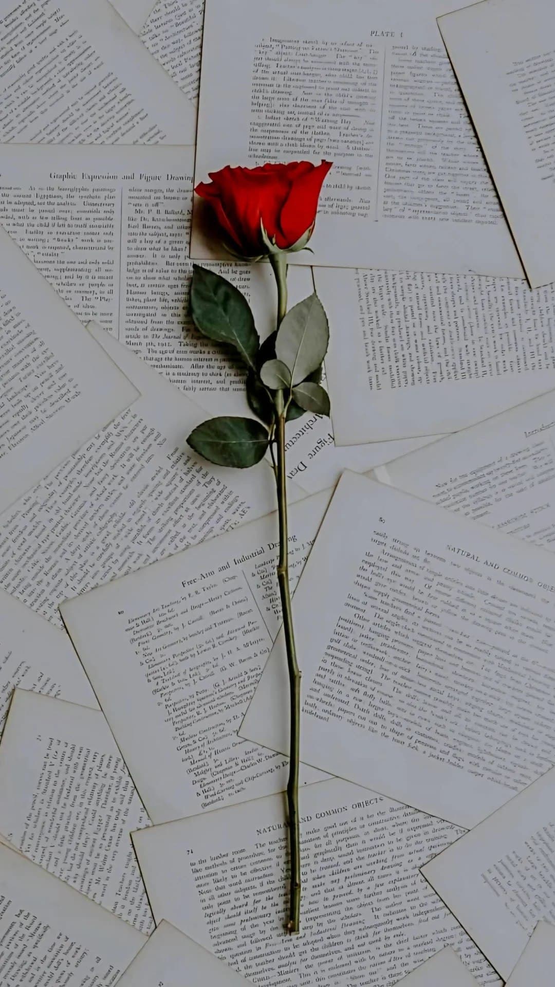 echoes of a rose v0 tylw55hqb1ch1