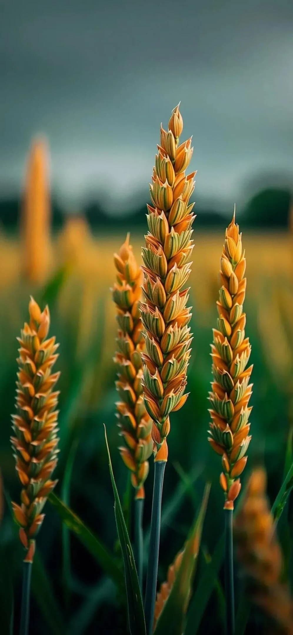 nature wallpapers v0 efjv4og3m0ch1